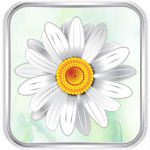 Онлайн-гадание «На ромашке Любит не любит»